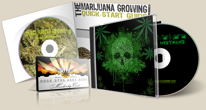 growing elite marijuana