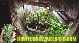 LED lights growing weed