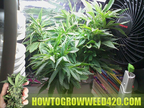 Grow weed on a budget