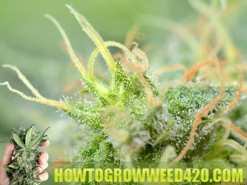 Growing outdoor cannabis