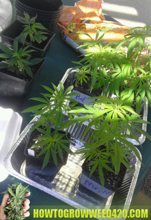 Secret on growing weed