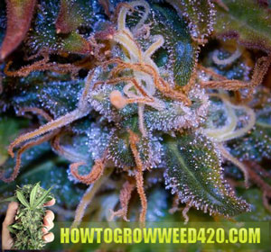 White hairs when to harvest weed