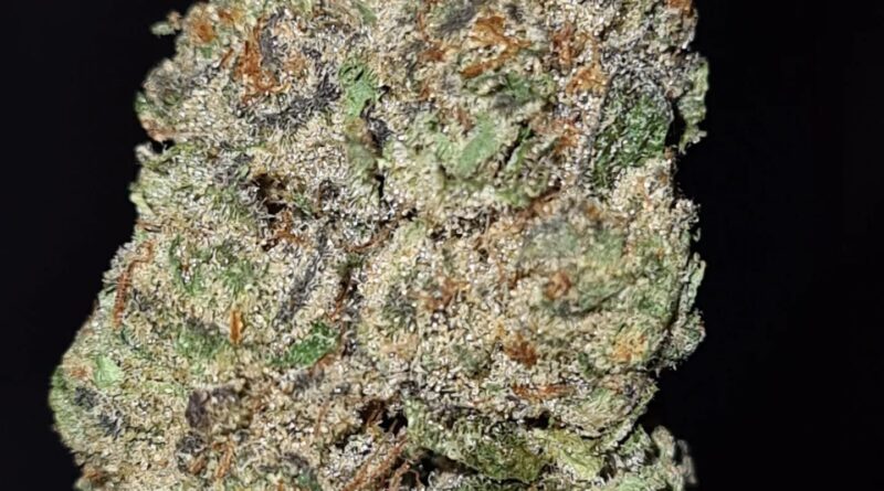 grapes of wrath by wonderbrett strain review by cannoisseurselections