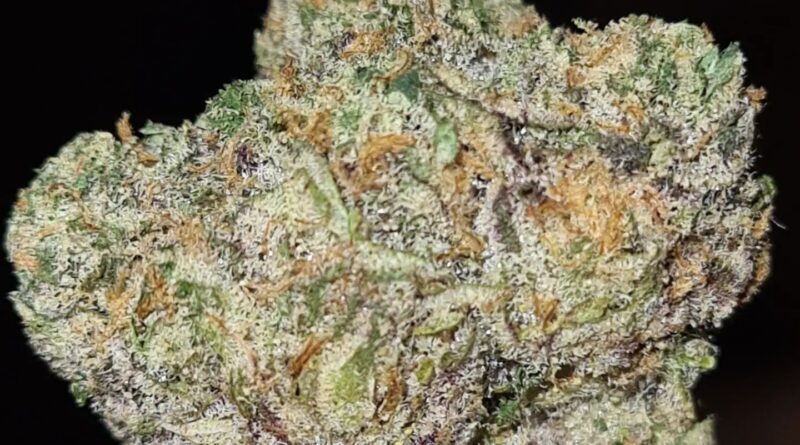 y2k by alien labs strain review by cannoisseurselections 2