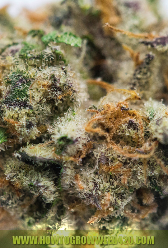 grow the dankest pot with these video tutorials for free!